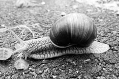 Big garden snail in shell crawling on wet road hurry home Product Image 19