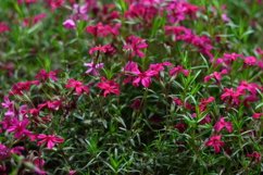 blooming flowers in the garden Product Image 1
