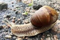 Big garden snail in shell crawling on wet road hurry home Product Image 21