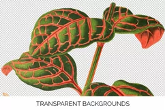 Leaves - Vintage Eranthemum Sanguinolent Veitch Product Image 6