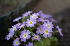 Stock Photo - Bright flower close-up on a summer day Product Image 1