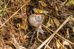 Big garden snail in shell crawling on wet road hurry home Product Image 9
