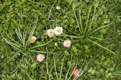 White wild flowers in the garden Product Image 1