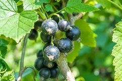 Beautiful berry branch black currant bush in natural leaves Product Image 1