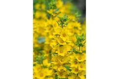 Stock Photo - Bright flower close-up on a summer day Product Image 1
