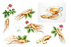 Ginseng. Watercolor collection Product Image 4