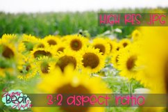 Sunflower Field Photo | Stock Photo | Background Photo Product Image 1