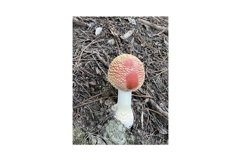 Photo of the Amanita Muscaria Fly Agaric or Fly Amanita Product Image 1