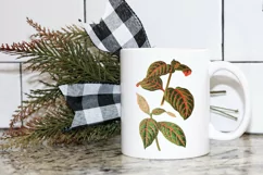 Leaves - Vintage Eranthemum Sanguinolent Veitch Product Image 3