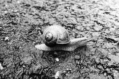Big garden snail in shell crawling on wet road hurry home Product Image 9