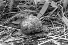 Big garden snail in shell crawling on wet road hurry home Product Image 7