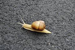 Big garden snail in shell crawling on wet road hurry home Product Image 22