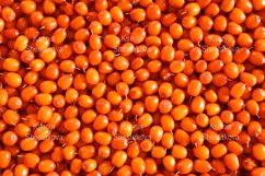 sea buckthorn harvest ripe wild berry as background Product Image 1
