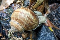 Big garden snail in shell crawling on wet road hurry home Product Image 24
