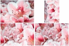 40 Pink Flower Blossom Photographs Close Up Product Image 9