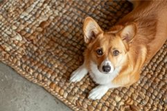 Adorable corgi pup lying on wicker mat Product Image 1