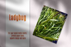 Ladybug Product Image 1