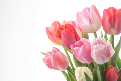 Pink Tulips Flowers Background Wallpaper Product Image 1