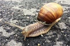 Big garden snail in shell crawling on wet road hurry home Product Image 21