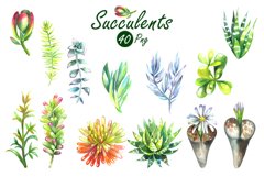 Watercolor Succulents Clip Art Set Product Image 3