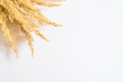 pampas grass bunch of yellow dry ears poaceae isolated white Product Image 1