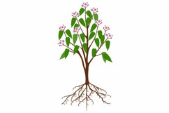Bixa orellana or anatto tree with flowers. Product Image 1