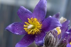 Snowdrop Product Image 1
