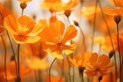 Vibrant orange cosmos flowers in sunlight Product Image 1