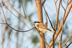 red-backed shrike Lanius Collurio. Product Image 1