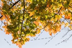autumn specificity Product Image 1