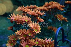 Nature photo, flower photo, floral photo, autumn photo Product Image 1