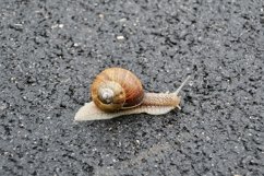 Big garden snail in shell crawling on wet road hurry home Product Image 9