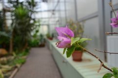 blooming flowers in the garden Product Image 1