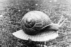 Big garden snail in shell crawling on wet road hurry home Product Image 5