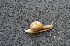 Big garden snail in shell crawling on wet road hurry home Product Image 30
