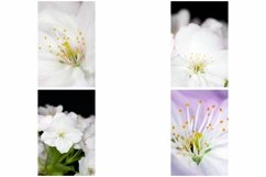 38 White Blossom Floral Flower Close Up Abstract Background Product Image 10