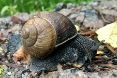 Big garden snail in shell crawling on wet road hurry home Product Image 14