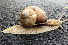Big garden snail in shell crawling on wet road hurry home Product Image 24