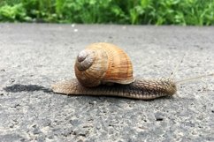 Big garden snail in shell crawling on wet road hurry home Product Image 6