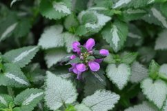 blooming flowers in the garden Product Image 1