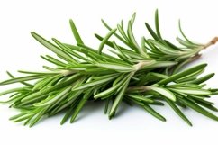 Rosemary Leaves Background Wallpaper Product Image 1