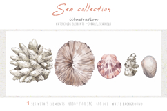 Watercolor sea collection - coralls, seashells. Nautical set Product Image 2