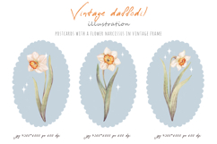 Postcards with flower daffodil or narcissus in vintage frame Product Image 2