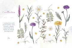 Wildflowers and herbs hand drawn collection. Floral elements Product Image 2