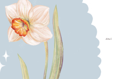 Postcards with flower daffodil or narcissus in vintage frame Product Image 4