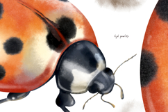 Watercolor ladybug, lady-cow, lady-beetle, png set, pattern Product Image 4