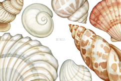 Watercolor hand drawn realistic seashells Product Image 1