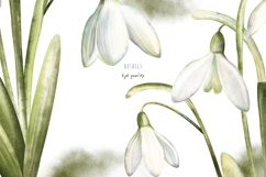 Watercolor snowdrops flowers, beautiful spring illustration Product Image 8