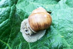 Big garden snail in shell crawling on wet road hurry home Product Image 13