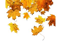 Fall maple leaves Product Image 1